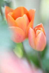 blühende Tulpen, Tulipa, Offenblende, blühende Tulpen, Tulipa, Offenblende,